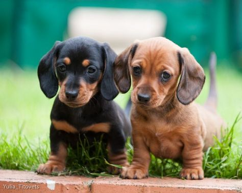 buy a miniature dachshund puppy
micro dachshund for sale
mini dachshund for sale in Australia 
miniature dachshund dogs for sale
dachshund hounds for sale
miniature sausage dog puppies for sale
buy a miniature dachshund
dachshund puppies for sale perth
sausage dog puppy for sale old
dachshunds for sale
mini sausage dog for sale
long haired dachshund for sale
sausage dog puppies for sale
sausage dog puppy for sale
buy long haired dachshund
dachshund for sale Melbourne
dachshunds for sale perth
long haired dachshund dogs for sale
long haired doxie puppies for sale
long haired sausage dog for sale
long haired wiener dog for sale
sausage dogs for sale