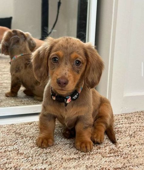 buy a miniature dachshund puppy
micro dachshund for sale
mini dachshund for sale in Australia
miniature dachshund dogs for sale
dachshund hounds for sale
miniature sausage dog puppies for sale
buy a miniature dachshund
dachshund puppies for sale perth
sausage dog puppy for sale old
dachshunds for sale
mini sausage dog for sale
long haired dachshund for sale
sausage dog puppies for sale
sausage dog puppy for sale
buy long haired dachshund
dachshund for sale Melbourne
dachshunds for sale perth
long haired dachshund dogs for sale
long haired doxie puppies for sale
long haired sausage dog for sale
long haired wiener dog for sale
sausage dogs for sale