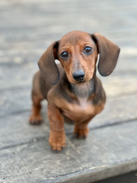 buy a miniature dachshund puppy
micro dachshund for sale
mini dachshund for sale in Australia
miniature dachshund dogs for sale
dachshund hounds for sale
miniature sausage dog puppies for sale
buy a miniature dachshund
dachshund puppies for sale perth
sausage dog puppy for sale old
dachshunds for sale
mini sausage dog for sale
long haired dachshund for sale
sausage dog puppies for sale
sausage dog puppy for sale
buy long haired dachshund
dachshund for sale Melbourne
dachshunds for sale perth
long haired dachshund dogs for sale
long haired doxie puppies for sale
long haired sausage dog for sale
long haired wiener dog for sale
sausage dogs for sale