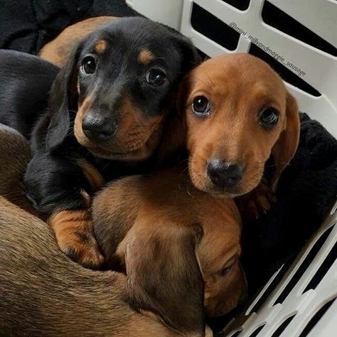 buy a miniature dachshund puppy
micro dachshund for sale
mini dachshund for sale in Australia
miniature dachshund dogs for sale
dachshund hounds for sale
miniature sausage dog puppies for sale
buy a miniature dachshund
dachshund puppies for sale perth
sausage dog puppy for sale old
dachshunds for sale
mini sausage dog for sale
long haired dachshund for sale
sausage dog puppies for sale
sausage dog puppy for sale
buy long haired dachshund
dachshund for sale Melbourne
dachshunds for sale perth
long haired dachshund dogs for sale
long haired doxie puppies for sale
long haired sausage dog for sale
long haired wiener dog for sale
sausage dogs for sale