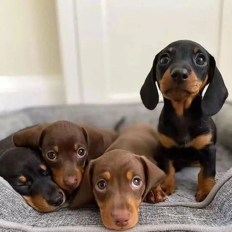 dachshunds for sale puppies
sausage dog puppies for sale
dachshund puppies
puppies for sale dachshund
puppy dachshund for sale
dachshund dog puppies for sale
dachshund puppy for sale
puppies of dachshund
doxie puppies
doxies puppies
dachshund dog puppies
teckel dog for sale
dachshund for sale
dachshunds for sale
doxie puppies for sale
dachshund to buy
dachshunds to buy
sausage dogs to buy
dachshund puppies for sale australia
sausage dogs for sale
puppy dachshund
dachshund puppies for sale in australia
dachshund sale