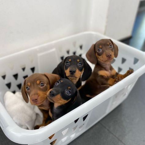 dachshund puppies for sale
mini dachshund puppies for sale
dachshund puppies for sale perth
dachshund puppies for sale brisbane
miniature dachshund puppies for sale
dachshund puppies for sale melbourne
dachshund puppies for sale adelaide
dachshund puppies for sale nsw
dachshund puppies for sale sydney
dachshund puppies for sale victoria
dachshund puppies for sale nsw australia
dachshund puppies for sale qld
dachshund puppies for sale south australia
dachshund puppies for sale victoria australia
miniature dachshund puppies for sale nsw
toy dachshund puppies for sale
dapple dachshund puppies for sale
miniature long haired dachshund puppies for sale
dachshund mini puppies for sale
long haired dachshund puppies for sale
mini dachshund puppies for sale perth
dachshund puppy for sale
dapple dachshund puppy for sale
mini dachshund puppies for sale sydney
miniature dachshund puppies for sale near me
miniature dachshund puppies for sale perth
toy dachshund puppies for sale near me