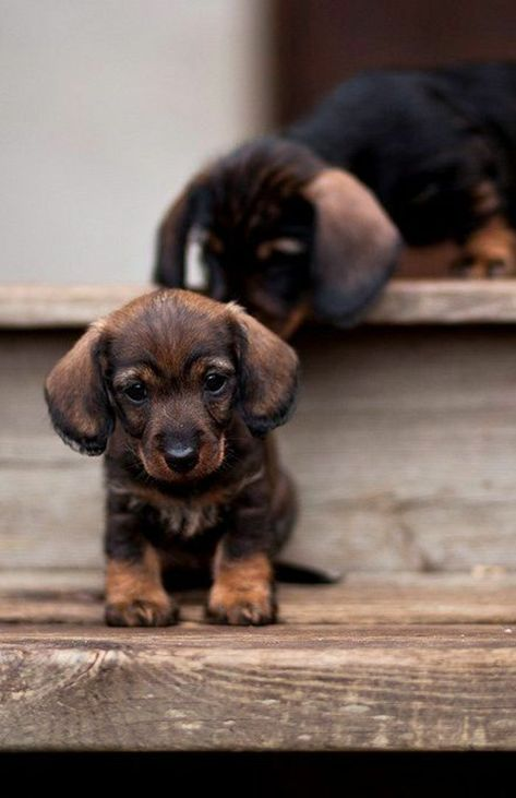 dachshund puppies for sale
mini dachshund puppies for sale
dachshund puppies for sale perth
dachshund puppies for sale brisbane
miniature dachshund puppies for sale
dachshund puppies for sale melbourne
dachshund puppies for sale adelaide
dachshund puppies for sale nsw
dachshund puppies for sale sydney
dachshund puppies for sale victoria
dachshund puppies for sale nsw australia
dachshund puppies for sale qld
dachshund puppies for sale south australia
dachshund puppies for sale victoria australia
miniature dachshund puppies for sale nsw
toy dachshund puppies for sale
dapple dachshund puppies for sale
miniature long haired dachshund puppies for sale
dachshund mini puppies for sale
long haired dachshund puppies for sale
mini dachshund puppies for sale perth
dachshund puppy for sale
dapple dachshund puppy for sale
mini dachshund puppies for sale sydney
miniature dachshund puppies for sale near me
miniature dachshund puppies for sale perth
toy dachshund puppies for sale near me