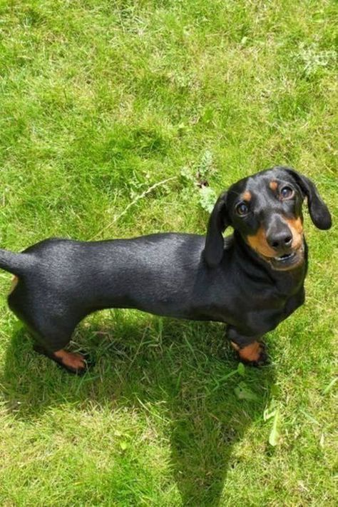 dachshund puppies for sale
mini dachshund puppies for sale
dachshund puppies for sale perth
dachshund puppies for sale brisbane
miniature dachshund puppies for sale
dachshund puppies for sale melbourne
dachshund puppies for sale adelaide
dachshund puppies for sale nsw
dachshund puppies for sale sydney
dachshund puppies for sale victoria
dachshund puppies for sale nsw australia
dachshund puppies for sale qld
dachshund puppies for sale south australia
dachshund puppies for sale victoria australia
miniature dachshund puppies for sale nsw
toy dachshund puppies for sale
dapple dachshund puppies for sale
miniature long haired dachshund puppies for sale
dachshund mini puppies for sale
long haired dachshund puppies for sale
mini dachshund puppies for sale perth
dachshund puppy for sale
dapple dachshund puppy for sale
mini dachshund puppies for sale sydney
miniature dachshund puppies for sale near me
miniature dachshund puppies for sale perth
toy dachshund puppies for sale near me