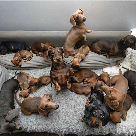 buy a miniature dachshund puppy
micro dachshund for sale
mini dachshund for sale in Australia
miniature dachshund dogs for sale
dachshund hounds for sale
miniature sausage dog puppies for sale
buy a miniature dachshund
dachshund puppies for sale perth
sausage dog puppy for sale old
dachshunds for sale
mini sausage dog for sale
long haired dachshund for sale
sausage dog puppies for sale
sausage dog puppy for sale
buy long haired dachshund
dachshund for sale Melbourne
dachshunds for sale perth
long haired dachshund dogs for sale
long haired doxie puppies for sale
long haired sausage dog for sale
long haired wiener dog for sale
sausage dogs for sale