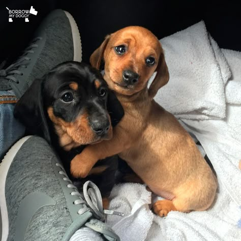 buy a miniature dachshund puppy
micro dachshund for sale
mini dachshund for sale in Australia
miniature dachshund dogs for sale
dachshund hounds for sale
miniature sausage dog puppies for sale
buy a miniature dachshund
dachshund puppies for sale perth
sausage dog puppy for sale old
dachshunds for sale
mini sausage dog for sale
long haired dachshund for sale
sausage dog puppies for sale
sausage dog puppy for sale
buy long haired dachshund
dachshund for sale Melbourne
dachshunds for sale perth
long haired dachshund dogs for sale
long haired doxie puppies for sale
long haired sausage dog for sale
long haired wiener dog for sale
sausage dogs for sale