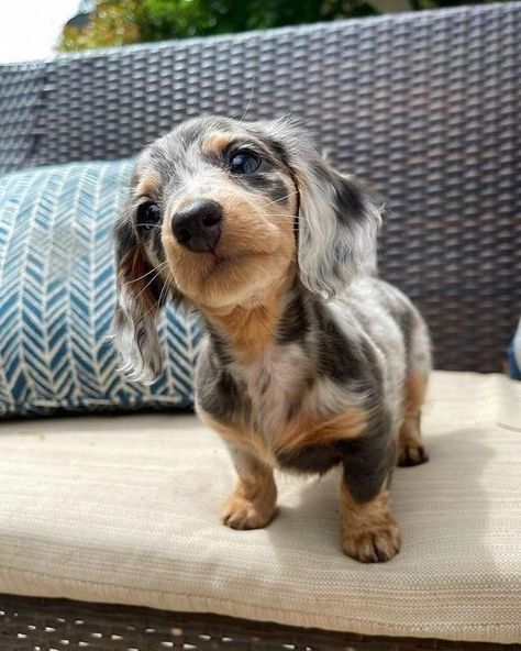buy a miniature dachshund puppy
micro dachshund for sale
mini dachshund for sale in Australia
miniature dachshund dogs for sale
dachshund hounds for sale
miniature sausage dog puppies for sale
buy a miniature dachshund
dachshund puppies for sale perth
sausage dog puppy for sale old
dachshunds for sale
mini sausage dog for sale
long haired dachshund for sale
sausage dog puppies for sale
sausage dog puppy for sale
buy long haired dachshund
dachshund for sale Melbourne
dachshunds for sale perth
long haired dachshund dogs for sale
long haired doxie puppies for sale
long haired sausage dog for sale
long haired wiener dog for sale
sausage dogs for sale