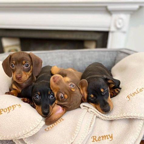 buy a miniature dachshund puppy
micro dachshund for sale
mini dachshund for sale in Australia 
miniature dachshund dogs for sale
dachshund hounds for sale
miniature sausage dog puppies for sale
buy a miniature dachshund
dachshund puppies for sale perth
sausage dog puppy for sale old
dachshunds for sale
mini sausage dog for sale
long haired dachshund for sale
sausage dog puppies for sale
sausage dog puppy for sale
buy long haired dachshund
dachshund for sale Melbourne
dachshunds for sale perth
long haired dachshund dogs for sale
long haired doxie puppies for sale
long haired sausage dog for sale
long haired wiener dog for sale
sausage dogs for sale