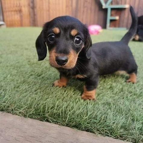 dachshund puppies for sale
mini dachshund puppies for sale
dachshund puppies for sale perth
dachshund puppies for sale brisbane
miniature dachshund puppies for sale
dachshund puppies for sale melbourne
dachshund puppies for sale adelaide
dachshund puppies for sale nsw
dachshund puppies for sale sydney
dachshund puppies for sale victoria
dachshund puppies for sale nsw australia
dachshund puppies for sale qld
dachshund puppies for sale south australia
dachshund puppies for sale victoria australia
miniature dachshund puppies for sale nsw
toy dachshund puppies for sale
dapple dachshund puppies for sale
miniature long haired dachshund puppies for sale
dachshund mini puppies for sale
long haired dachshund puppies for sale
mini dachshund puppies for sale perth
dachshund puppy for sale
dapple dachshund puppy for sale
mini dachshund puppies for sale sydney
miniature dachshund puppies for sale near me
miniature dachshund puppies for sale perth
toy dachshund puppies for sale near me
dapple dachshund puppies for sale
dapple dachshund puppy for sale
mini dapple dachshund puppies for sale
miniature dapple dachshund puppies for sale
dachshund puppies for sale
dachshund puppies
dachshund puppies for sale near me
mini dachshund puppies for sale
dachshund for sale
miniature dachshund puppies for sale
dachshunds for sale near me
long haired dachshund puppies for sale
mini dachshund for sale
miniature dachshund for sale
dachshund breeders near me
english cream dachshund
miniature dachshund puppies for sale near me
mini dachshund puppies
long haired dachshund for sale
mini dachshund puppies for sale near me
mini dachshunds for sale near me
miniature dachshund puppies
dapple dachshunds for sale
miniature long haired dachshund puppies for sale
sausage dog for sale
dachshund breeders
miniature long haired dachshund for sale
long haired dachshund puppies
miniature dachshund for sale near me
long haired mini dachshund for sale
dachshund price
cream dachshund for sale
miniature dapple dachshund puppies for sale
doxies for sale near me
mini dapple dachshund for sale
cream miniature dachshund
doxie puppies for sale near me
mini doxies for sale
dapple dachshund puppies
mini doxie puppies for sale
doxie puppies for sale
buy miniature dachshund
dachshund dogs for sale near me
dachshund for sale puppies
dachshunds for sale puppies
sausage dog puppies for sale
dachshund puppies
puppies for sale dachshund
puppy dachshund for sale
dachshund dog puppies for sale
dachshund puppy for sale
puppies of dachshund
doxie puppies
doxies puppies
dachshund dog puppies
teckel dog for sale
dachshund for sale
dachshunds for sale
doxie puppies for sale
dachshund to buy
dachshunds to buy
sausage dogs to buy
dachshund puppies for sale australia
sausage dogs for sale
puppy dachshund
dachshund puppies for sale in australia
dachshund sale