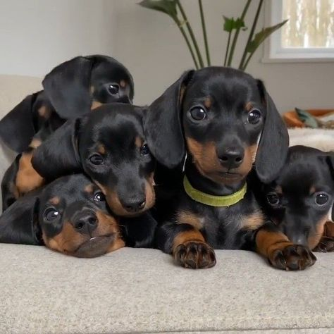 buy a miniature dachshund puppy
micro dachshund for sale
mini dachshund for sale in Australia
miniature dachshund dogs for sale
dachshund hounds for sale
miniature sausage dog puppies for sale
buy a miniature dachshund
dachshund puppies for sale perth
sausage dog puppy for sale old
dachshunds for sale
mini sausage dog for sale
long haired dachshund for sale
sausage dog puppies for sale
sausage dog puppy for sale
buy long haired dachshund
dachshund for sale Melbourne
dachshunds for sale perth
long haired dachshund dogs for sale
long haired doxie puppies for sale
long haired sausage dog for sale
long haired wiener dog for sale
sausage dogs for sale
