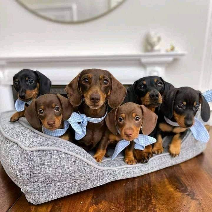 How much are dachshund puppies for sale
dachshund puppies for sale
mini dachshund puppies for sale
dachshund puppies for sale perth
dachshund puppies for sale brisbane
miniature dachshund puppies for sale
dachshund puppies for sale melbourne
dachshund puppies for sale adelaide
dachshund puppies for sale nsw
dachshund puppies for sale sydney
dachshund puppies for sale victoria
dachshund puppies for sale nsw australia
dachshund puppies for sale qld
dachshund puppies for sale south australia
dachshund puppies for sale victoria australia
miniature dachshund puppies for sale nsw
toy dachshund puppies for sale
dapple dachshund puppies for sale
miniature long haired dachshund puppies for sale
dachshund mini puppies for sale
long haired dachshund puppies for sale
mini dachshund puppies for sale perth
dachshund puppy for sale
dapple dachshund puppy for sale
mini dachshund puppies for sale sydney
miniature dachshund puppies for sale near me
miniature dachshund puppies for sale perth
toy dachshund puppies for sale near me
dapple dachshund puppies for sale
dapple dachshund puppy for sale
mini dapple dachshund puppies for sale
miniature dapple dachshund puppies for sale
dachshund puppies for sale
dachshund puppies
dachshund puppies for sale near me
mini dachshund puppies for sale
dachshund for sale
miniature dachshund puppies for sale
dachshunds for sale near me
long haired dachshund puppies for sale
mini dachshund for sale
miniature dachshund for sale
dachshund breeders near me
english cream dachshund
miniature dachshund puppies for sale near me
mini dachshund puppies
long haired dachshund for sale
mini dachshund puppies for sale near me
mini dachshunds for sale near me
miniature dachshund puppies
dapple dachshunds for sale
miniature long haired dachshund puppies for sale
sausage dog for sale
dachshund breeders
miniature long haired dachshund for sale
long haired dachshund puppies
miniature dachshund for sale near me
long haired mini dachshund for sale
dachshund price
cream dachshund for sale
miniature dapple dachshund puppies for sale
doxies for sale near me
mini dapple dachshund for sale
cream miniature dachshund
doxie puppies for sale near me
mini doxies for sale
dapple dachshund puppies
mini doxie puppies for sale
doxie puppies for sale
buy miniature dachshund
dachshund dogs for sale near me
dachshund for sale puppies
dachshunds for sale puppies
sausage dog puppies for sale
dachshund puppies
puppies for sale dachshund
puppy dachshund for sale
dachshund dog puppies for sale
dachshund puppy for sale
puppies of dachshund
doxie puppies
doxies puppies
dachshund dog puppies
teckel dog for sale
dachshund for sale
dachshunds for sale
doxie puppies for sale
dachshund to buy
dachshunds to buy
sausage dogs to buy
dachshund puppies for sale australia
sausage dogs for sale
puppy dachshund
dachshund puppies for sale in australia
dachshund sale