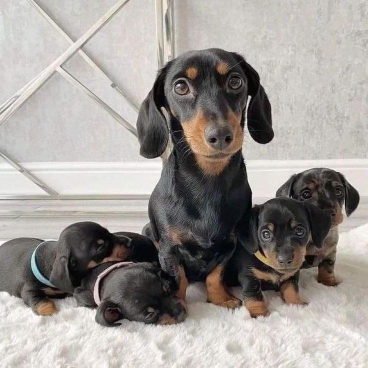 where can i find dachshund puppies for sale
dachshund puppies for sale
mini dachshund puppies for sale
dachshund puppies for sale perth
dachshund puppies for sale brisbane
miniature dachshund puppies for sale
dachshund puppies for sale melbourne
dachshund puppies for sale adelaide
dachshund puppies for sale nsw
dachshund puppies for sale sydney
dachshund puppies for sale victoria
dachshund puppies for sale nsw australia
dachshund puppies for sale qld
dachshund puppies for sale south australia
dachshund puppies for sale victoria australia
miniature dachshund puppies for sale nsw
toy dachshund puppies for sale
dapple dachshund puppies for sale
miniature long haired dachshund puppies for sale
dachshund mini puppies for sale
long haired dachshund puppies for sale
mini dachshund puppies for sale perth
dachshund puppy for sale
dapple dachshund puppy for sale
mini dachshund puppies for sale sydney
miniature dachshund puppies for sale near me
miniature dachshund puppies for sale perth
toy dachshund puppies for sale near me
dapple dachshund puppies for sale
dapple dachshund puppy for sale
mini dapple dachshund puppies for sale
miniature dapple dachshund puppies for sale
dachshund puppies for sale
dachshund puppies
dachshund puppies for sale near me
mini dachshund puppies for sale
dachshund for sale
miniature dachshund puppies for sale
dachshunds for sale near me
long haired dachshund puppies for sale
mini dachshund for sale
miniature dachshund for sale
dachshund breeders near me
english cream dachshund
miniature dachshund puppies for sale near me
mini dachshund puppies
long haired dachshund for sale
mini dachshund puppies for sale near me
mini dachshunds for sale near me
miniature dachshund puppies
dapple dachshunds for sale
miniature long haired dachshund puppies for sale
sausage dog for sale
dachshund breeders
miniature long haired dachshund for sale
long haired dachshund puppies
miniature dachshund for sale near me
long haired mini dachshund for sale
dachshund price
cream dachshund for sale
miniature dapple dachshund puppies for sale
doxies for sale near me
mini dapple dachshund for sale
cream miniature dachshund
doxie puppies for sale near me
mini doxies for sale
dapple dachshund puppies
mini doxie puppies for sale
doxie puppies for sale
buy miniature dachshund
dachshund dogs for sale near me
dachshund for sale puppies
dachshunds for sale puppies
sausage dog puppies for sale
dachshund puppies
puppies for sale dachshund
puppy dachshund for sale
dachshund dog puppies for sale
dachshund puppy for sale
puppies of dachshund
doxie puppies
doxies puppies
dachshund dog puppies
teckel dog for sale
dachshund for sale
dachshunds for sale
doxie puppies for sale
dachshund to buy
dachshunds to buy
sausage dogs to buy
dachshund puppies for sale australia
sausage dogs for sale
puppy dachshund
dachshund puppies for sale in australia
dachshund sale