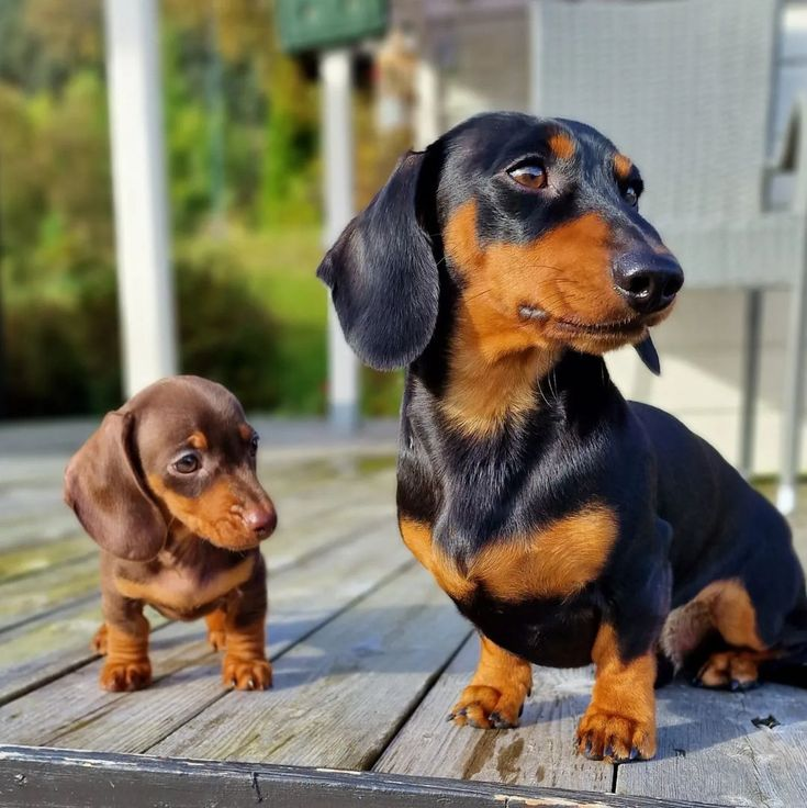 how long should i walk my miniature dachshund puppy
dachshund puppies for sale
mini dachshund puppies for sale
dachshund puppies for sale perth
dachshund puppies for sale brisbane
miniature dachshund puppies for sale
dachshund puppies for sale melbourne
dachshund puppies for sale adelaide
dachshund puppies for sale nsw
dachshund puppies for sale sydney
dachshund puppies for sale victoria
dachshund puppies for sale nsw australia
dachshund puppies for sale qld
dachshund puppies for sale south australia
dachshund puppies for sale victoria australia
miniature dachshund puppies for sale nsw
toy dachshund puppies for sale
dapple dachshund puppies for sale
miniature long haired dachshund puppies for sale
dachshund mini puppies for sale
long haired dachshund puppies for sale
mini dachshund puppies for sale perth
dachshund puppy for sale
dapple dachshund puppy for sale
mini dachshund puppies for sale sydney
miniature dachshund puppies for sale near me
miniature dachshund puppies for sale perth
toy dachshund puppies for sale near me
dapple dachshund puppies for sale
dapple dachshund puppy for sale
mini dapple dachshund puppies for sale
miniature dapple dachshund puppies for sale
dachshund puppies for sale
dachshund puppies
dachshund puppies for sale near me
mini dachshund puppies for sale
dachshund for sale
miniature dachshund puppies for sale
dachshunds for sale near me
long haired dachshund puppies for sale
mini dachshund for sale
miniature dachshund for sale
dachshund breeders near me
english cream dachshund
miniature dachshund puppies for sale near me
mini dachshund puppies
long haired dachshund for sale
mini dachshund puppies for sale near me
mini dachshunds for sale near me
miniature dachshund puppies
dapple dachshunds for sale
miniature long haired dachshund puppies for sale
sausage dog for sale
dachshund breeders
miniature long haired dachshund for sale
long haired dachshund puppies
miniature dachshund for sale near me
long haired mini dachshund for sale
dachshund price
cream dachshund for sale
miniature dapple dachshund puppies for sale
doxies for sale near me
mini dapple dachshund for sale
cream miniature dachshund
doxie puppies for sale near me
mini doxies for sale
dapple dachshund puppies
mini doxie puppies for sale
doxie puppies for sale
buy miniature dachshund
dachshund dogs for sale near me
dachshund for sale puppies
dachshunds for sale puppies
sausage dog puppies for sale
dachshund puppies
puppies for sale dachshund
puppy dachshund for sale
dachshund dog puppies for sale
dachshund puppy for sale
puppies of dachshund
doxie puppies
doxies puppies
dachshund dog puppies
teckel dog for sale
dachshund for sale
dachshunds for sale
doxie puppies for sale
dachshund to buy
dachshunds to buy
sausage dogs to buy
dachshund puppies for sale australia
sausage dogs for sale
puppy dachshund
dachshund puppies for sale in australia
dachshund sale