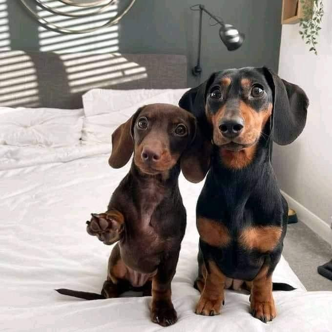 How many puppies can a miniature dachshund have.
dachshund puppies for sale
mini dachshund puppies for sale
dachshund puppies for sale perth
dachshund puppies for sale brisbane
miniature dachshund puppies for sale
dachshund puppies for sale melbourne
dachshund puppies for sale adelaide
dachshund puppies for sale nsw
dachshund puppies for sale sydney
dachshund puppies for sale victoria
dachshund puppies for sale nsw australia
dachshund puppies for sale qld
dachshund puppies for sale south australia
dachshund puppies for sale victoria australia
miniature dachshund puppies for sale nsw
toy dachshund puppies for sale
dapple dachshund puppies for sale
miniature long haired dachshund puppies for sale
dachshund mini puppies for sale
long haired dachshund puppies for sale
mini dachshund puppies for sale perth
dachshund puppy for sale
dapple dachshund puppy for sale
mini dachshund puppies for sale sydney
miniature dachshund puppies for sale near me
miniature dachshund puppies for sale perth
toy dachshund puppies for sale near me
dapple dachshund puppies for sale
dapple dachshund puppy for sale
mini dapple dachshund puppies for sale
miniature dapple dachshund puppies for sale
dachshund puppies for sale
dachshund puppies
dachshund puppies for sale near me
mini dachshund puppies for sale
dachshund for sale
miniature dachshund puppies for sale
dachshunds for sale near me
long haired dachshund puppies for sale
mini dachshund for sale
miniature dachshund for sale
dachshund breeders near me
english cream dachshund
miniature dachshund puppies for sale near me
mini dachshund puppies
long haired dachshund for sale
mini dachshund puppies for sale near me
mini dachshunds for sale near me
miniature dachshund puppies
dapple dachshunds for sale
miniature long haired dachshund puppies for sale
sausage dog for sale
dachshund breeders
miniature long haired dachshund for sale
long haired dachshund puppies
miniature dachshund for sale near me
long haired mini dachshund for sale
dachshund price
cream dachshund for sale
miniature dapple dachshund puppies for sale
doxies for sale near me
mini dapple dachshund for sale
cream miniature dachshund
doxie puppies for sale near me
mini doxies for sale
dapple dachshund puppies
mini doxie puppies for sale
doxie puppies for sale
buy miniature dachshund
dachshund dogs for sale near me
dachshund for sale puppies
dachshunds for sale puppies
sausage dog puppies for sale
dachshund puppies
puppies for sale dachshund
puppy dachshund for sale
dachshund dog puppies for sale
dachshund puppy for sale
puppies of dachshund
doxie puppies
doxies puppies
dachshund dog puppies
teckel dog for sale
dachshund for sale
dachshunds for sale
doxie puppies for sale
dachshund to buy
dachshunds to buy
sausage dogs to buy
dachshund puppies for sale australia
sausage dogs for sale
puppy dachshund
dachshund puppies for sale in australia
dachshund sale