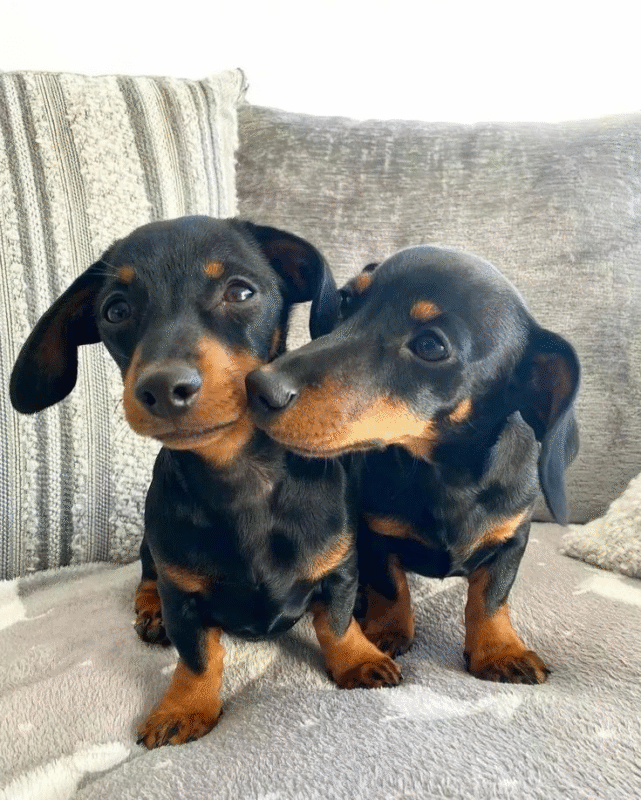 how to train a miniature dachshund puppy
dachshund puppies for sale
mini dachshund puppies for sale
dachshund puppies for sale perth
dachshund puppies for sale brisbane
miniature dachshund puppies for sale
dachshund puppies for sale melbourne
dachshund puppies for sale adelaide
dachshund puppies for sale nsw
dachshund puppies for sale sydney
dachshund puppies for sale victoria
dachshund puppies for sale nsw australia
dachshund puppies for sale qld
dachshund puppies for sale south australia
dachshund puppies for sale victoria australia
miniature dachshund puppies for sale nsw
toy dachshund puppies for sale
dapple dachshund puppies for sale
miniature long haired dachshund puppies for sale
dachshund mini puppies for sale
long haired dachshund puppies for sale
mini dachshund puppies for sale perth
dachshund puppy for sale
dapple dachshund puppy for sale
mini dachshund puppies for sale sydney
miniature dachshund puppies for sale near me
miniature dachshund puppies for sale perth
toy dachshund puppies for sale near me
dapple dachshund puppies for sale
dapple dachshund puppy for sale
mini dapple dachshund puppies for sale
miniature dapple dachshund puppies for sale
dachshund puppies for sale
dachshund puppies
dachshund puppies for sale near me
mini dachshund puppies for sale
dachshund for sale
miniature dachshund puppies for sale
dachshunds for sale near me
long haired dachshund puppies for sale
mini dachshund for sale
miniature dachshund for sale
dachshund breeders near me
english cream dachshund
miniature dachshund puppies for sale near me
mini dachshund puppies
long haired dachshund for sale
mini dachshund puppies for sale near me
mini dachshunds for sale near me
miniature dachshund puppies
dapple dachshunds for sale
miniature long haired dachshund puppies for sale
sausage dog for sale
dachshund breeders
miniature long haired dachshund for sale
long haired dachshund puppies
miniature dachshund for sale near me
long haired mini dachshund for sale
dachshund price
cream dachshund for sale
miniature dapple dachshund puppies for sale
doxies for sale near me
mini dapple dachshund for sale
cream miniature dachshund
doxie puppies for sale near me
mini doxies for sale
dapple dachshund puppies
mini doxie puppies for sale
doxie puppies for sale
buy miniature dachshund
dachshund dogs for sale near me
dachshund for sale puppies
dachshunds for sale puppies
sausage dog puppies for sale
dachshund puppies
puppies for sale dachshund
puppy dachshund for sale
dachshund dog puppies for sale
dachshund puppy for sale
puppies of dachshund
doxie puppies
doxies puppies
dachshund dog puppies
teckel dog for sale
dachshund for sale
dachshunds for sale
doxie puppies for sale
dachshund to buy
dachshunds to buy
sausage dogs to buy
dachshund puppies for sale australia
sausage dogs for sale
puppy dachshund
dachshund puppies for sale in australia
dachshund sale