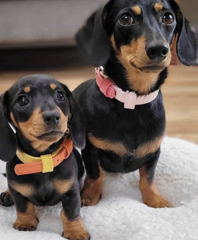 how to potty train a miniature dachshund puppy
dachshund puppies for sale
mini dachshund puppies for sale
dachshund puppies for sale perth
dachshund puppies for sale brisbane
miniature dachshund puppies for sale
dachshund puppies for sale melbourne
dachshund puppies for sale adelaide
dachshund puppies for sale nsw
dachshund puppies for sale sydney
dachshund puppies for sale victoria
dachshund puppies for sale nsw australia
dachshund puppies for sale qld
dachshund puppies for sale south australia
dachshund puppies for sale victoria australia
miniature dachshund puppies for sale nsw
toy dachshund puppies for sale
dapple dachshund puppies for sale
miniature long haired dachshund puppies for sale
dachshund mini puppies for sale
long haired dachshund puppies for sale
mini dachshund puppies for sale perth
dachshund puppy for sale
dapple dachshund puppy for sale
mini dachshund puppies for sale sydney
miniature dachshund puppies for sale near me
miniature dachshund puppies for sale perth
toy dachshund puppies for sale near me
dapple dachshund puppies for sale
dapple dachshund puppy for sale
mini dapple dachshund puppies for sale
miniature dapple dachshund puppies for sale
dachshund puppies for sale
dachshund puppies
dachshund puppies for sale near me
mini dachshund puppies for sale
dachshund for sale
miniature dachshund puppies for sale
dachshunds for sale near me
long haired dachshund puppies for sale
mini dachshund for sale
miniature dachshund for sale
dachshund breeders near me
english cream dachshund
miniature dachshund puppies for sale near me
mini dachshund puppies
long haired dachshund for sale
mini dachshund puppies for sale near me
mini dachshunds for sale near me
miniature dachshund puppies
dapple dachshunds for sale
miniature long haired dachshund puppies for sale
sausage dog for sale
dachshund breeders
miniature long haired dachshund for sale
long haired dachshund puppies
miniature dachshund for sale near me
long haired mini dachshund for sale
dachshund price
cream dachshund for sale
miniature dapple dachshund puppies for sale
doxies for sale near me
mini dapple dachshund for sale
cream miniature dachshund
doxie puppies for sale near me
mini doxies for sale
dapple dachshund puppies
mini doxie puppies for sale
doxie puppies for sale
buy miniature dachshund
dachshund dogs for sale near me
dachshund for sale puppies
dachshunds for sale puppies
sausage dog puppies for sale
dachshund puppies
puppies for sale dachshund
puppy dachshund for sale
dachshund dog puppies for sale
dachshund puppy for sale
puppies of dachshund
doxie puppies
doxies puppies
dachshund dog puppies
teckel dog for sale
dachshund for sale
dachshunds for sale
doxie puppies for sale
dachshund to buy
dachshunds to buy
sausage dogs to buy
dachshund puppies for sale australia
sausage dogs for sale
puppy dachshund
dachshund puppies for sale in australia
dachshund sale