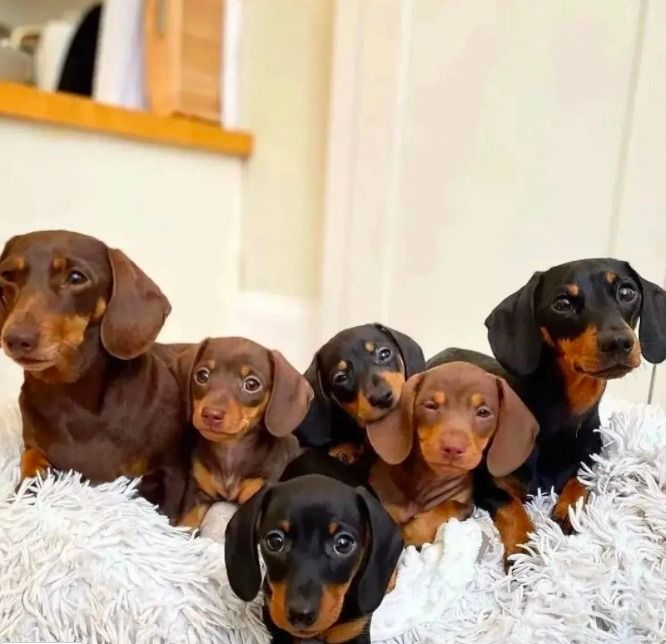 where to find dachshund puppies for sale
dachshund puppies for sale
mini dachshund puppies for sale
dachshund puppies for sale perth
dachshund puppies for sale brisbane
miniature dachshund puppies for sale
dachshund puppies for sale melbourne
dachshund puppies for sale adelaide
dachshund puppies for sale nsw
dachshund puppies for sale sydney
dachshund puppies for sale victoria
dachshund puppies for sale nsw australia
dachshund puppies for sale qld
dachshund puppies for sale south australia
dachshund puppies for sale victoria australia
miniature dachshund puppies for sale nsw
toy dachshund puppies for sale
dapple dachshund puppies for sale
miniature long haired dachshund puppies for sale
dachshund mini puppies for sale
long haired dachshund puppies for sale
mini dachshund puppies for sale perth
dachshund puppy for sale
dapple dachshund puppy for sale
mini dachshund puppies for sale sydney
miniature dachshund puppies for sale near me
miniature dachshund puppies for sale perth
toy dachshund puppies for sale near me
dapple dachshund puppies for sale
dapple dachshund puppy for sale
mini dapple dachshund puppies for sale
miniature dapple dachshund puppies for sale
dachshund puppies for sale
dachshund puppies
dachshund puppies for sale near me
mini dachshund puppies for sale
dachshund for sale
miniature dachshund puppies for sale
dachshunds for sale near me
long haired dachshund puppies for sale
mini dachshund for sale
miniature dachshund for sale
dachshund breeders near me
english cream dachshund
miniature dachshund puppies for sale near me
mini dachshund puppies
long haired dachshund for sale
mini dachshund puppies for sale near me
mini dachshunds for sale near me
miniature dachshund puppies
dapple dachshunds for sale
miniature long haired dachshund puppies for sale
sausage dog for sale
dachshund breeders
miniature long haired dachshund for sale
long haired dachshund puppies
miniature dachshund for sale near me
long haired mini dachshund for sale
dachshund price
cream dachshund for sale
miniature dapple dachshund puppies for sale
doxies for sale near me
mini dapple dachshund for sale
cream miniature dachshund
doxie puppies for sale near me
mini doxies for sale
dapple dachshund puppies
mini doxie puppies for sale
doxie puppies for sale
buy miniature dachshund
dachshund dogs for sale near me
dachshund for sale puppies
dachshunds for sale puppies
sausage dog puppies for sale
dachshund puppies
puppies for sale dachshund
puppy dachshund for sale
dachshund dog puppies for sale
dachshund puppy for sale
puppies of dachshund
doxie puppies
doxies puppies
dachshund dog puppies
teckel dog for sale
dachshund for sale
dachshunds for sale
doxie puppies for sale
dachshund to buy
dachshunds to buy
sausage dogs to buy
dachshund puppies for sale australia
sausage dogs for sale
puppy dachshund
dachshund puppies for sale in australia
dachshund sale