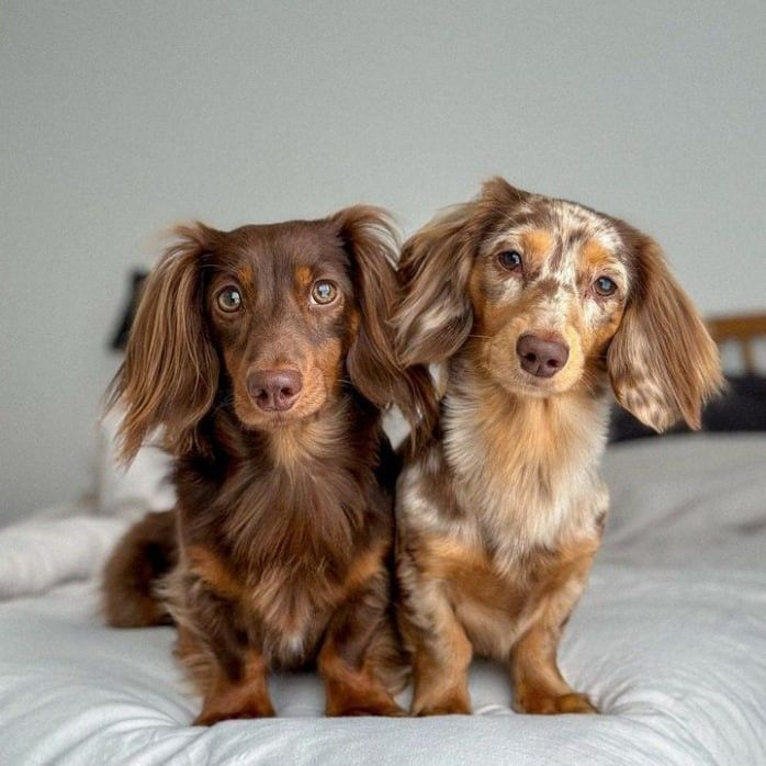 dachshund dog for sale near me
dachshund long hair breeders
dachshund long hair for sale
dachshund miniature for sale
dachshund prices australia
dachshund puppies adelaide
dachshund puppies cost
dachshund puppies for sale geelong
dachshund puppies for sale in australia
dachshund puppies for sale sa
dachshund puppies long hair
dachshund puppies melbourne
dachshund puppies price
dachshunds for sale adelaide
dachshunds for sale victoria
dachshunds needing a home australia
dashalier puppies for sale
dashounds for sale
english cream mini dachshund for sale
how much does a miniature dachshund cost in australia
how much is a wiener dog puppy
long haired miniature dachshund puppies for sale
mini daschund puppies
miniature dachshund for sale victoria
miniature dachshund puppies for adoption melbourne
miniature dachshund puppies for sale melbourne
sausage dog for sale melbourne
adopt dachshund
cost of mini dachshund
dachshund breeder
dachshund breeders adelaide
dachshund breeders near me
dachshund breeders south australia
dachshund brisbane for sale
dachshund long hair puppy
dachshund mini price
dachshund near me
dachshund price australia
dachshund prices
dachshund puppies victoria
dachshunds puppies for sale
daschund for sale melbourne
daschund for sale victoria
dashound puppies
dashund for sale
golden dachshund puppies for sale
how much is a sausage dog
how much is a sausage dog puppy
micro dachshund price
mini dachshund breeders
mini dachshund cost