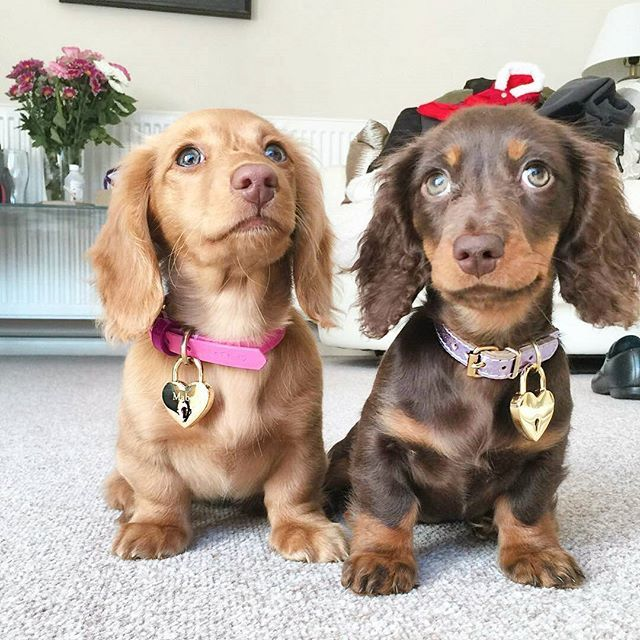 dachshund dog for sale near me
dachshund long hair breeders
dachshund long hair for sale
dachshund miniature for sale
dachshund prices australia
dachshund puppies adelaide
dachshund puppies cost
dachshund puppies for sale geelong
dachshund puppies for sale in australia
dachshund puppies for sale sa
dachshund puppies long hair
dachshund puppies melbourne
dachshund puppies price
dachshunds for sale adelaide
dachshunds for sale victoria
dachshunds needing a home australia
dashalier puppies for sale
dashounds for sale
english cream mini dachshund for sale
how much does a miniature dachshund cost in australia
how much is a wiener dog puppy
long haired miniature dachshund puppies for sale
mini daschund puppies
miniature dachshund for sale victoria
miniature dachshund puppies for adoption melbourne
miniature dachshund puppies for sale melbourne
sausage dog for sale melbourne
adopt dachshund
cost of mini dachshund
dachshund breeder
dachshund breeders adelaide
dachshund breeders near me
dachshund breeders south australia
dachshund brisbane for sale
dachshund long hair puppy
dachshund mini price
dachshund near me
dachshund price australia
dachshund prices
dachshund puppies victoria
dachshunds puppies for sale
daschund for sale melbourne
daschund for sale victoria
dashound puppies
dashund for sale
golden dachshund puppies for sale
how much is a sausage dog
how much is a sausage dog puppy
micro dachshund price
mini dachshund breeders
mini dachshund cost