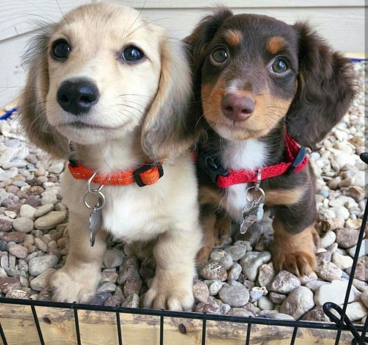 dachshund dog for sale near me
dachshund long hair breeders
dachshund long hair for sale
dachshund miniature for sale
dachshund prices australia
dachshund puppies adelaide
dachshund puppies cost
dachshund puppies for sale geelong
dachshund puppies for sale in australia
dachshund puppies for sale sa
dachshund puppies long hair
dachshund puppies melbourne
dachshund puppies price
dachshunds for sale adelaide
dachshunds for sale victoria
dachshunds needing a home australia
dashalier puppies for sale
dashounds for sale
english cream mini dachshund for sale
how much does a miniature dachshund cost in australia
how much is a wiener dog puppy
long haired miniature dachshund puppies for sale
mini daschund puppies
miniature dachshund for sale victoria
miniature dachshund puppies for adoption melbourne
miniature dachshund puppies for sale melbourne
sausage dog for sale melbourne
adopt dachshund
cost of mini dachshund
dachshund breeder
dachshund breeders adelaide
dachshund breeders near me
dachshund breeders south australia
dachshund brisbane for sale
dachshund long hair puppy
dachshund mini price
dachshund near me
dachshund price australia
dachshund prices
dachshund puppies victoria
dachshunds puppies for sale
daschund for sale melbourne
daschund for sale victoria
dashound puppies
dashund for sale
golden dachshund puppies for sale
how much is a sausage dog
how much is a sausage dog puppy
micro dachshund price
mini dachshund breeders
mini dachshund cost