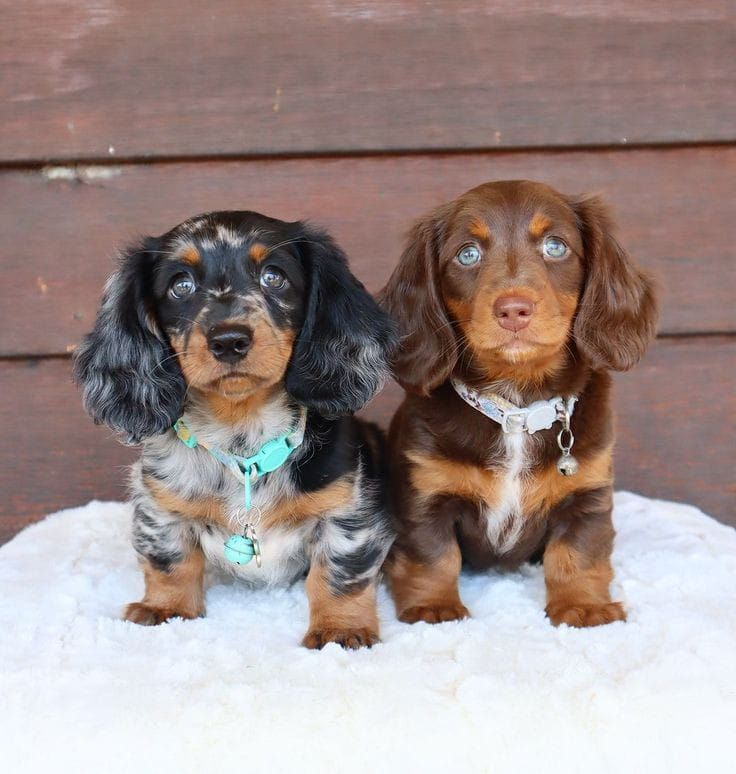 dachshund dog for sale near me
dachshund long hair breeders
dachshund long hair for sale
dachshund miniature for sale
dachshund prices australia
dachshund puppies adelaide
dachshund puppies cost
dachshund puppies for sale geelong
dachshund puppies for sale in australia
dachshund puppies for sale sa
dachshund puppies long hair
dachshund puppies melbourne
dachshund puppies price
dachshunds for sale adelaide
dachshunds for sale victoria
dachshunds needing a home australia
dashalier puppies for sale
dashounds for sale
english cream mini dachshund for sale
how much does a miniature dachshund cost in australia
how much is a wiener dog puppy
long haired miniature dachshund puppies for sale
mini daschund puppies
miniature dachshund for sale victoria
miniature dachshund puppies for adoption melbourne
miniature dachshund puppies for sale melbourne
sausage dog for sale melbourne
adopt dachshund
cost of mini dachshund
dachshund breeder
dachshund breeders adelaide
dachshund breeders near me
dachshund breeders south australia
dachshund brisbane for sale
dachshund long hair puppy
dachshund mini price
dachshund near me
dachshund price australia
dachshund prices
dachshund puppies victoria
dachshunds puppies for sale
daschund for sale melbourne
daschund for sale victoria
dashound puppies
dashund for sale
golden dachshund puppies for sale
how much is a sausage dog
how much is a sausage dog puppy
micro dachshund price
mini dachshund breeders
mini dachshund cost