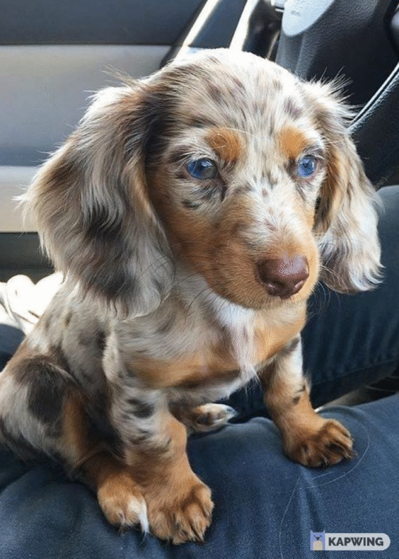 dachshund dog for sale near me
dachshund long hair breeders
dachshund long hair for sale
dachshund miniature for sale
dachshund prices australia
dachshund puppies adelaide
dachshund puppies cost
dachshund puppies for sale geelong
dachshund puppies for sale in australia
dachshund puppies for sale sa
dachshund puppies long hair
dachshund puppies melbourne
dachshund puppies price
dachshunds for sale adelaide
dachshunds for sale victoria
dachshunds needing a home australia
dashalier puppies for sale
dashounds for sale
english cream mini dachshund for sale
how much does a miniature dachshund cost in australia
how much is a wiener dog puppy
long haired miniature dachshund puppies for sale
mini daschund puppies
miniature dachshund for sale victoria
miniature dachshund puppies for adoption melbourne
miniature dachshund puppies for sale melbourne
sausage dog for sale melbourne
adopt dachshund
cost of mini dachshund
dachshund breeder
dachshund breeders adelaide
dachshund breeders near me
dachshund breeders south australia
dachshund brisbane for sale
dachshund long hair puppy
dachshund mini price
dachshund near me
dachshund price australia
dachshund prices
dachshund puppies victoria
dachshunds puppies for sale
daschund for sale melbourne
daschund for sale victoria
dashound puppies
dashund for sale
golden dachshund puppies for sale
how much is a sausage dog
how much is a sausage dog puppy
micro dachshund price
mini dachshund breeders
mini dachshund cost