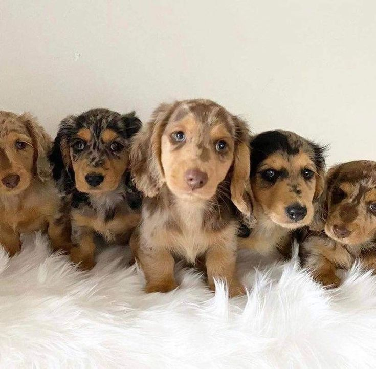 dachshund dog for sale near me
dachshund long hair breeders
dachshund long hair for sale
dachshund miniature for sale
dachshund prices australia
dachshund puppies adelaide
dachshund puppies cost
dachshund puppies for sale geelong
dachshund puppies for sale in australia
dachshund puppies for sale sa
dachshund puppies long hair
dachshund puppies melbourne
dachshund puppies price
dachshunds for sale adelaide
dachshunds for sale victoria
dachshunds needing a home australia
dashalier puppies for sale
dashounds for sale
english cream mini dachshund for sale
how much does a miniature dachshund cost in australia
how much is a wiener dog puppy
long haired miniature dachshund puppies for sale
mini daschund puppies
miniature dachshund for sale victoria
miniature dachshund puppies for adoption melbourne
miniature dachshund puppies for sale melbourne
sausage dog for sale melbourne
adopt dachshund
cost of mini dachshund
dachshund breeder
dachshund breeders adelaide
dachshund breeders near me
dachshund breeders south australia
dachshund brisbane for sale
dachshund long hair puppy
dachshund mini price
dachshund near me
dachshund price australia
dachshund prices
dachshund puppies victoria
dachshunds puppies for sale
daschund for sale melbourne
daschund for sale victoria
dashound puppies
dashund for sale
golden dachshund puppies for sale
how much is a sausage dog
how much is a sausage dog puppy
micro dachshund price
mini dachshund breeders
mini dachshund cost