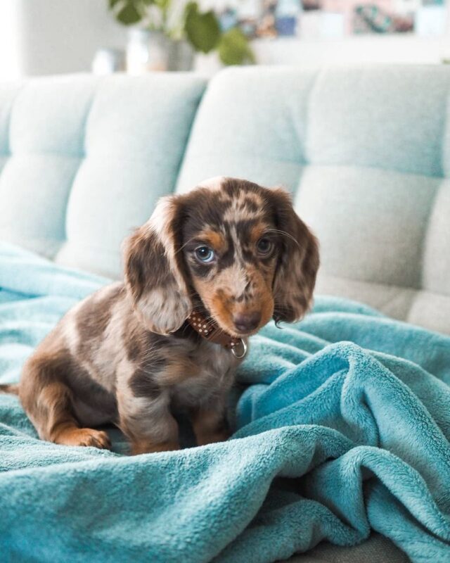 dachshund dog for sale near me dachshund long hair breeders dachshund long hair for sale dachshund miniature for sale dachshund prices australia dachshund puppies adelaide dachshund puppies cost dachshund puppies for sale geelong dachshund puppies for sale in australia dachshund puppies for sale sa dachshund puppies long hair dachshund puppies melbourne dachshund puppies price dachshunds for sale adelaide dachshunds for sale victoria dachshunds needing a home australia dashalier puppies for sale dashounds for sale english cream mini dachshund for sale how much does a miniature dachshund cost in australia how much is a wiener dog puppy long haired miniature dachshund puppies for sale mini daschund puppies miniature dachshund for sale victoria miniature dachshund puppies for adoption melbourne miniature dachshund puppies for sale melbourne sausage dog for sale melbourne adopt dachshund cost of mini dachshund dachshund breeder dachshund breeders adelaide dachshund breeders near me dachshund breeders south australia dachshund brisbane for sale dachshund long hair puppy dachshund mini price dachshund near me dachshund price australia dachshund prices dachshund puppies victoria dachshunds puppies for sale daschund for sale melbourne daschund for sale victoria dashound puppies dashund for sale golden dachshund puppies for sale how much is a sausage dog how much is a sausage dog puppy micro dachshund price mini dachshund breeders mini dachshund cost