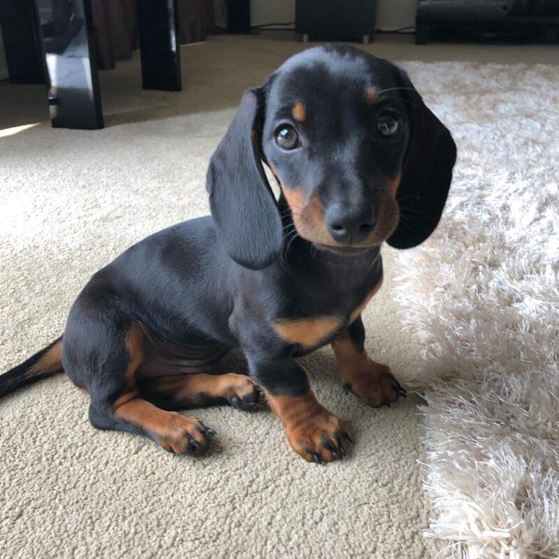 dachshund dog for sale near me dachshund long hair breeders dachshund long hair for sale dachshund miniature for sale dachshund prices australia dachshund puppies adelaide dachshund puppies cost dachshund puppies for sale geelong dachshund puppies for sale in australia dachshund puppies for sale sa dachshund puppies long hair dachshund puppies melbourne dachshund puppies price dachshunds for sale adelaide dachshunds for sale victoria dachshunds needing a home australia dashalier puppies for sale dashounds for sale english cream mini dachshund for sale how much does a miniature dachshund cost in australia how much is a wiener dog puppy long haired miniature dachshund puppies for sale mini daschund puppies miniature dachshund for sale victoria miniature dachshund puppies for adoption melbourne miniature dachshund puppies for sale melbourne sausage dog for sale melbourne adopt dachshund cost of mini dachshund dachshund breeder dachshund breeders adelaide dachshund breeders near me dachshund breeders south australia dachshund brisbane for sale dachshund long hair puppy dachshund mini price dachshund near me dachshund price australia dachshund prices dachshund puppies victoria dachshunds puppies for sale daschund for sale melbourne daschund for sale victoria dashound puppies dashund for sale golden dachshund puppies for sale how much is a sausage dog how much is a sausage dog puppy micro dachshund price mini dachshund breeders mini dachshund cost